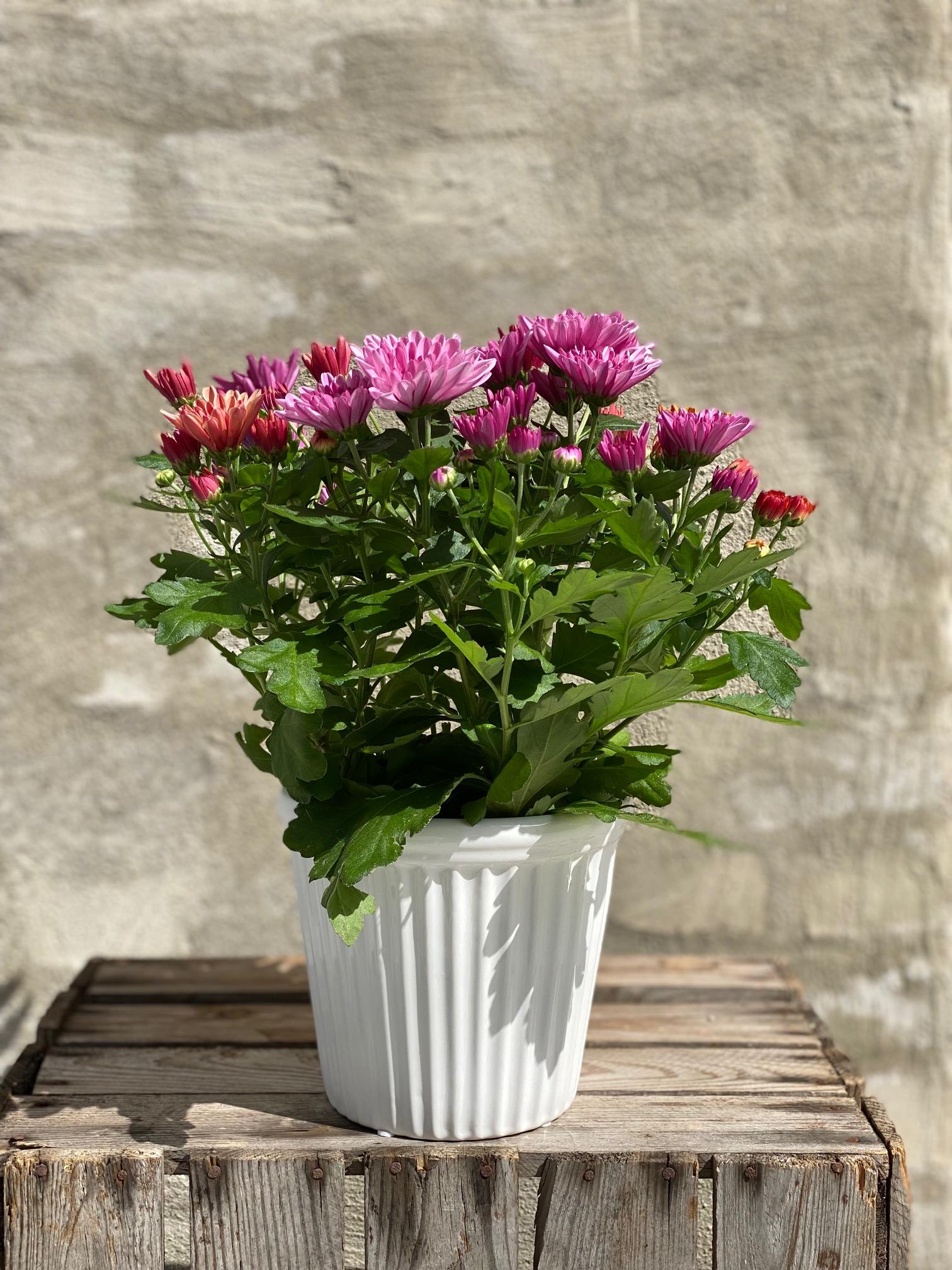 Krysantemum 🌸