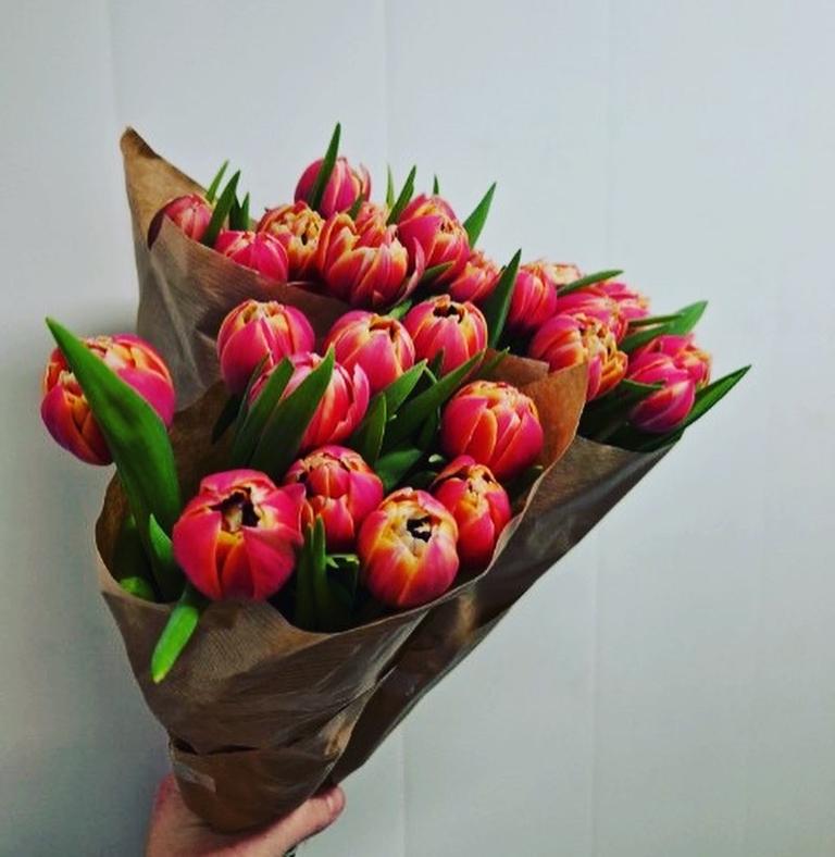 Doble tulipaner