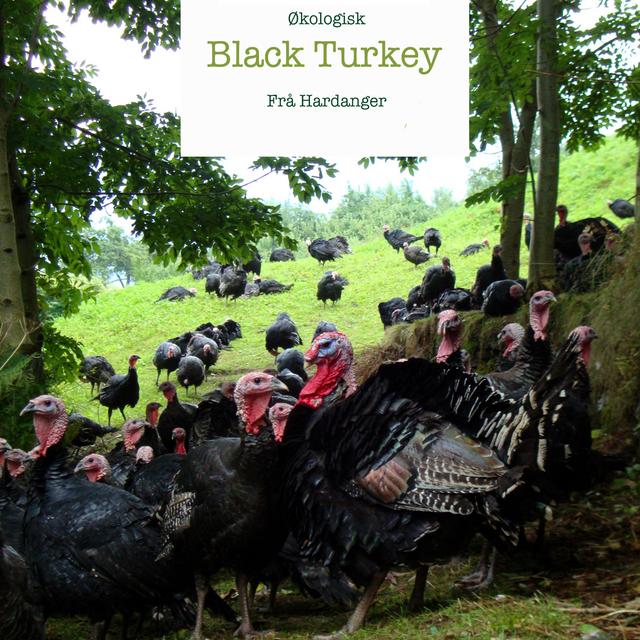 Black Turkey Kalkun fra Homlagarden
