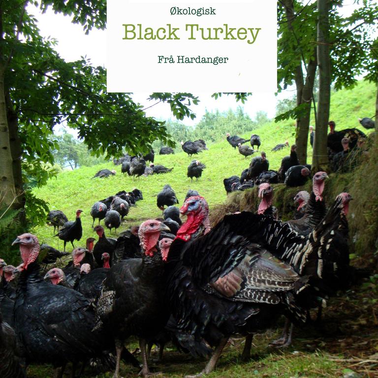 Black Turkey Kalkun fra Homlagarden