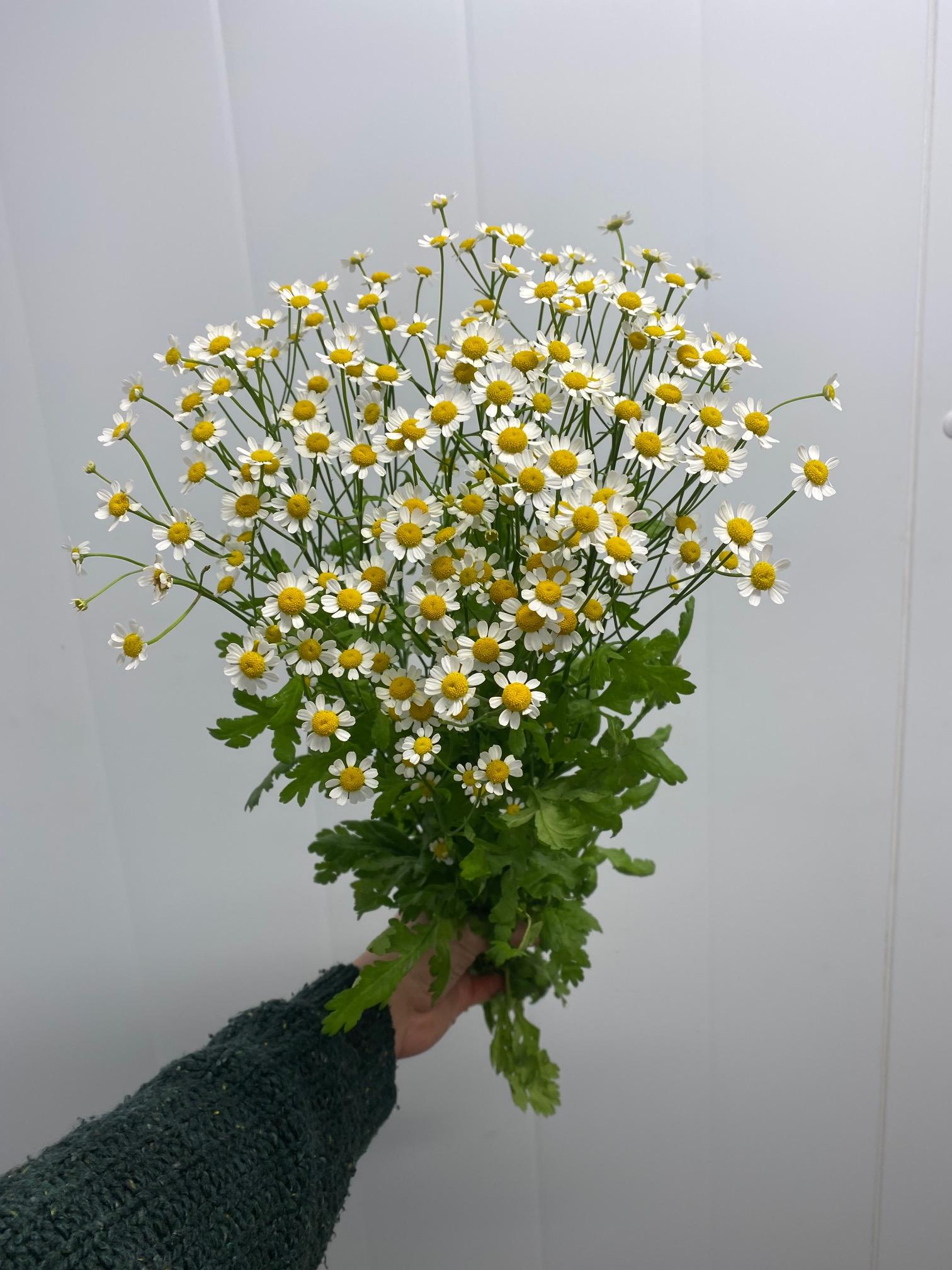 Kamilleblomst (Matricaria)