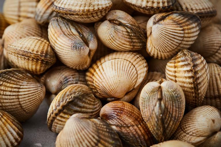 Vongole