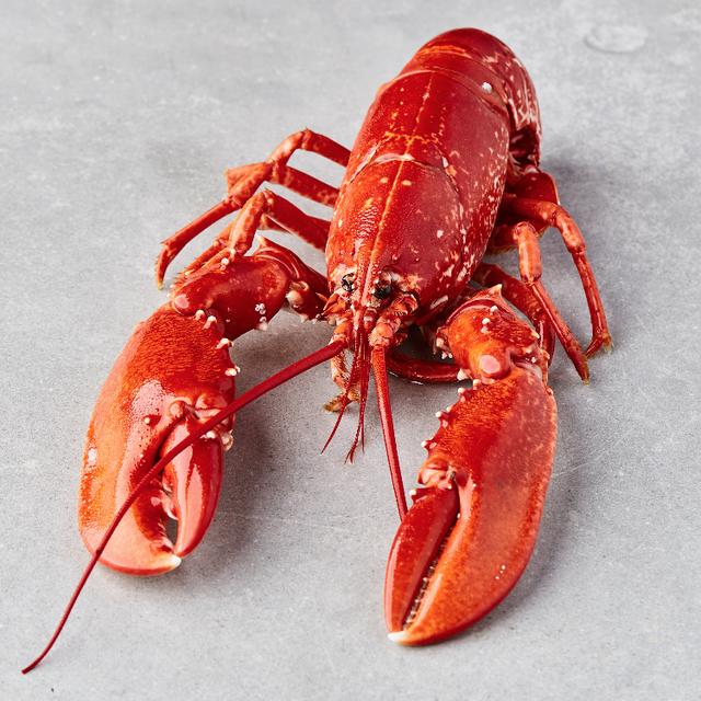 Skotsk hummer, kokt - lobster