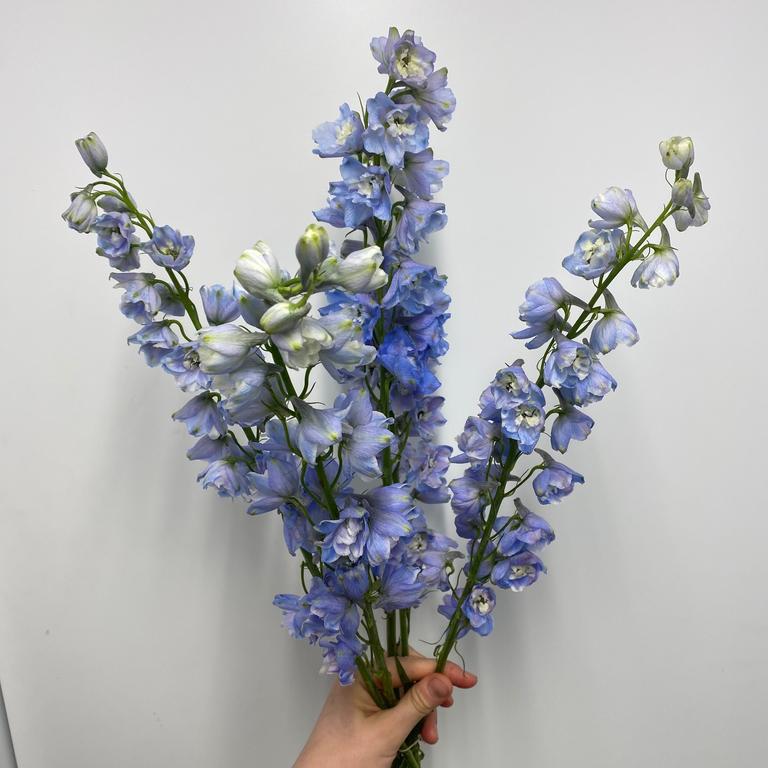 Delphinium🐬