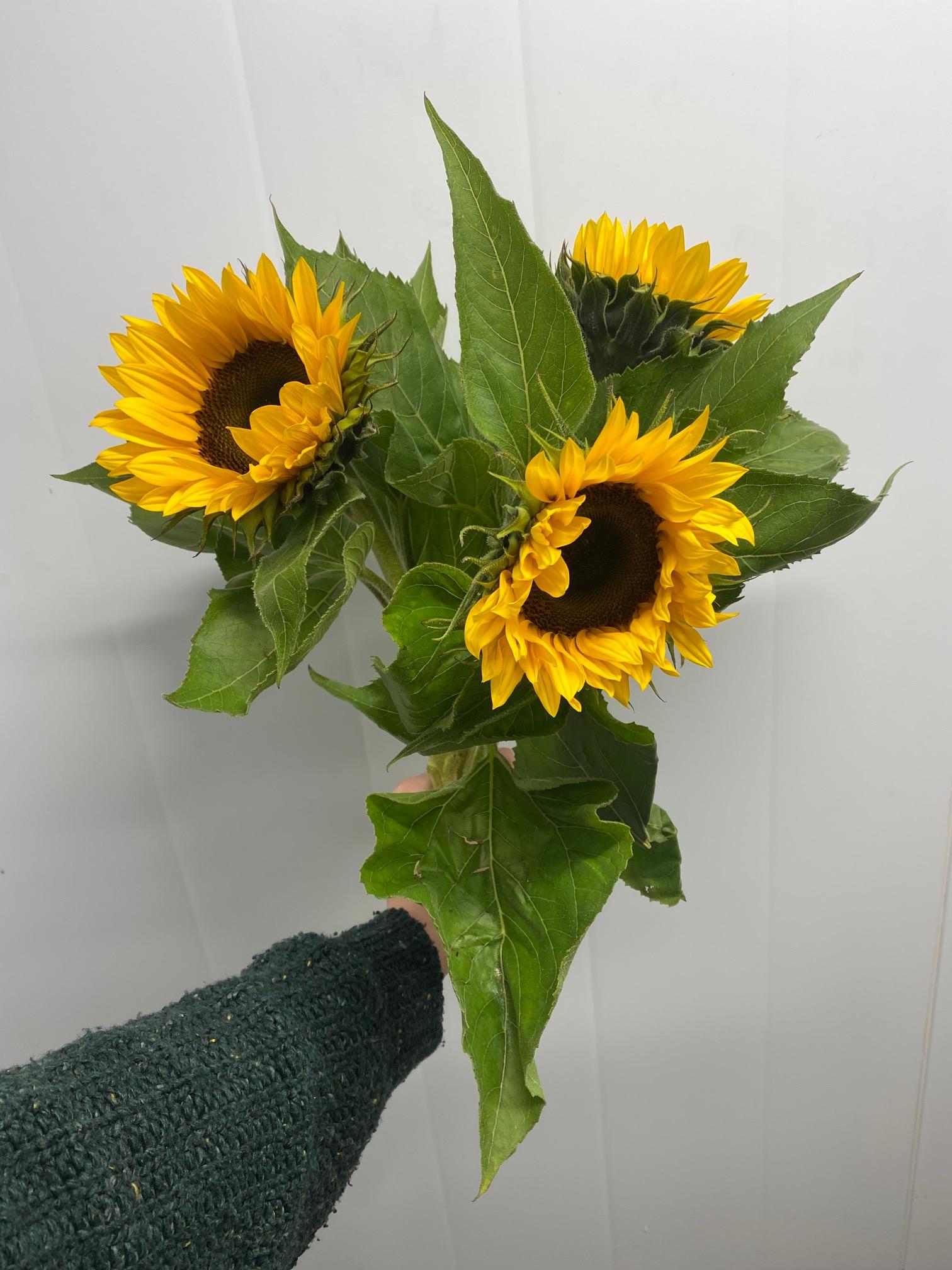 Solsikker 🌻