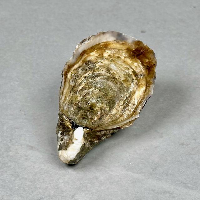 Østers, Fine de Claire