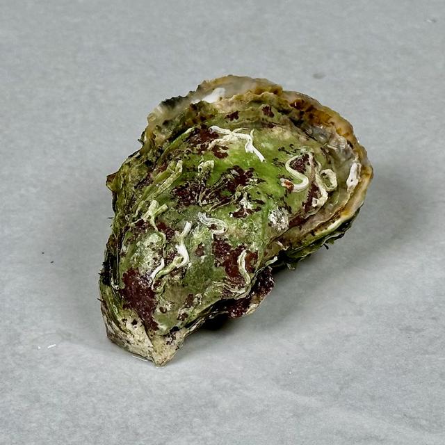 Østers, norske stillehavsøsters