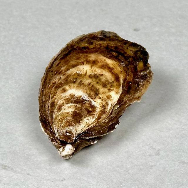 Østers, Chebooktook flatøsters