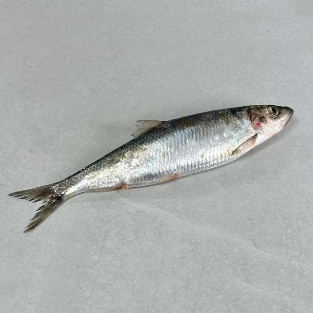 Sild