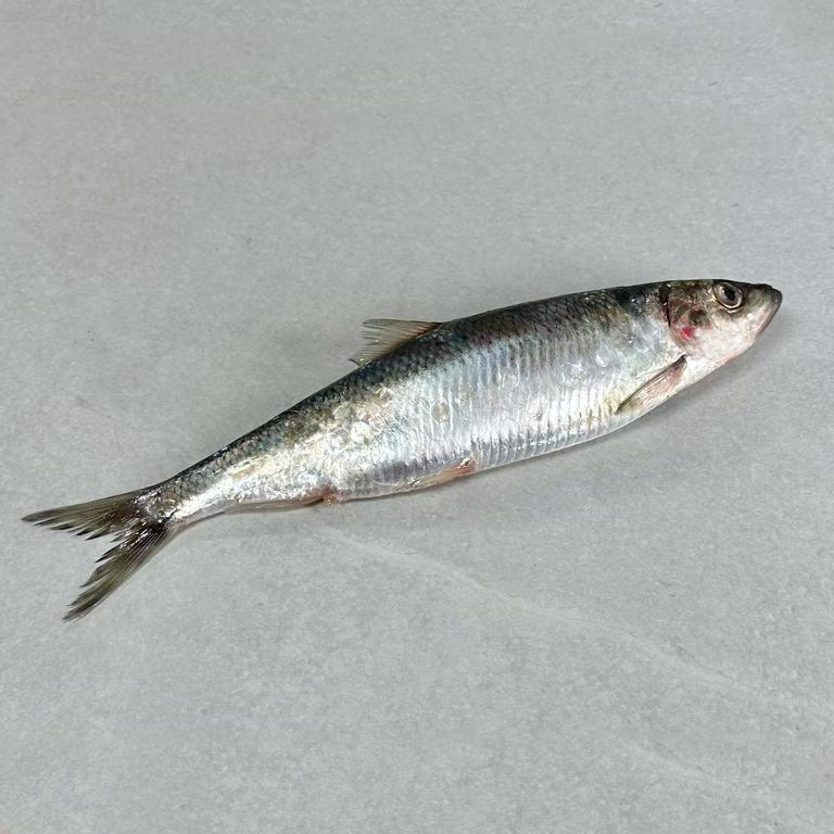 Sild