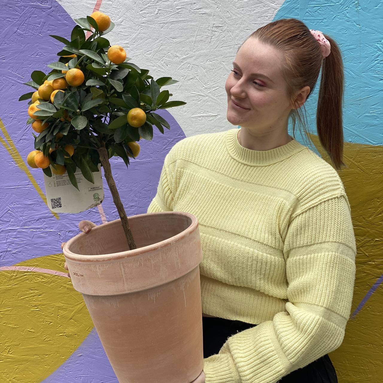 Calamondin citrustre
