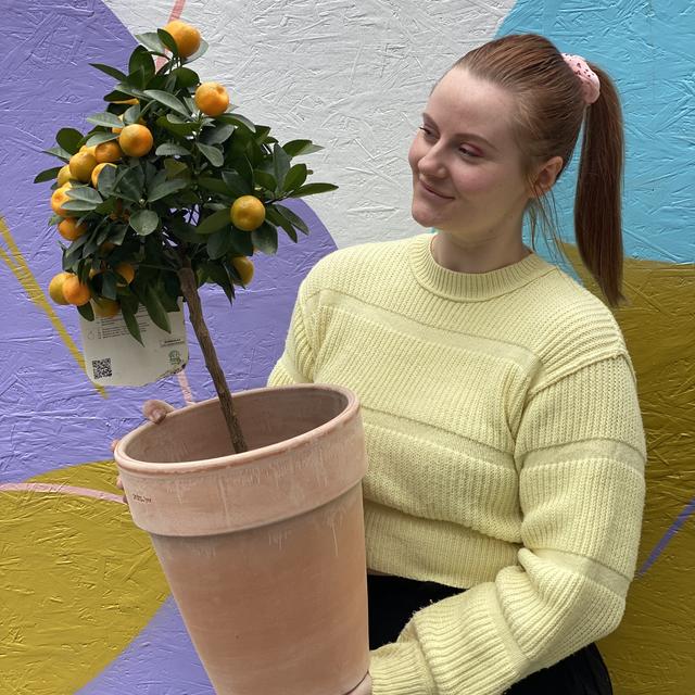 Calamondin citrustre