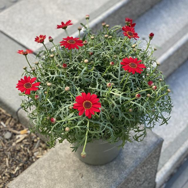 Rosa Margeritt
