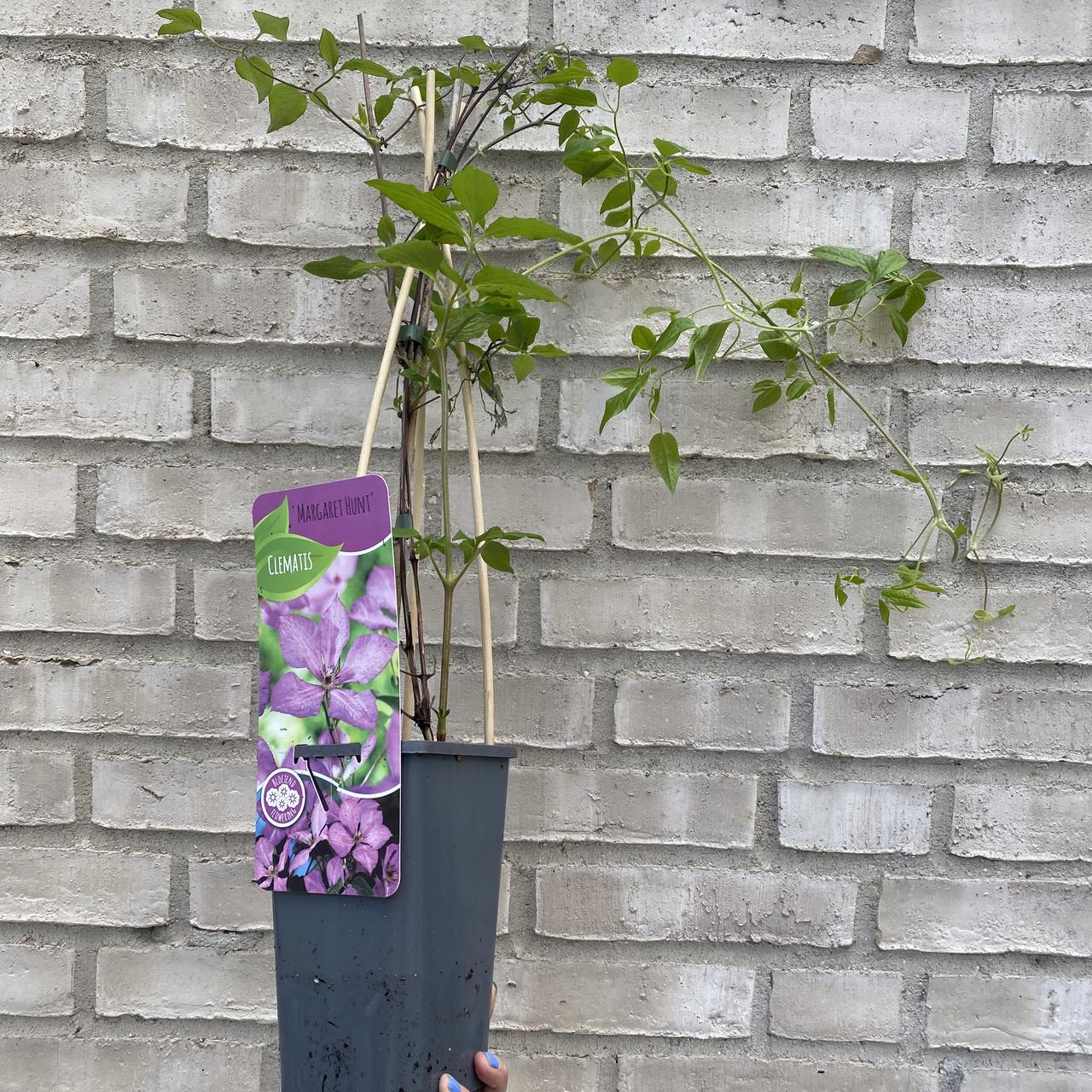 Clematis klatreplante