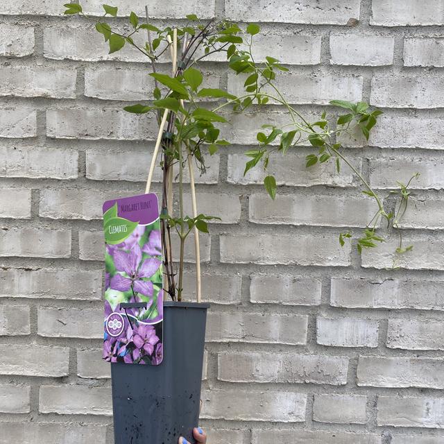 Clematis klatreplante