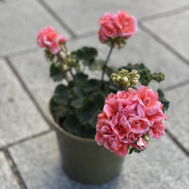 Pelargonia