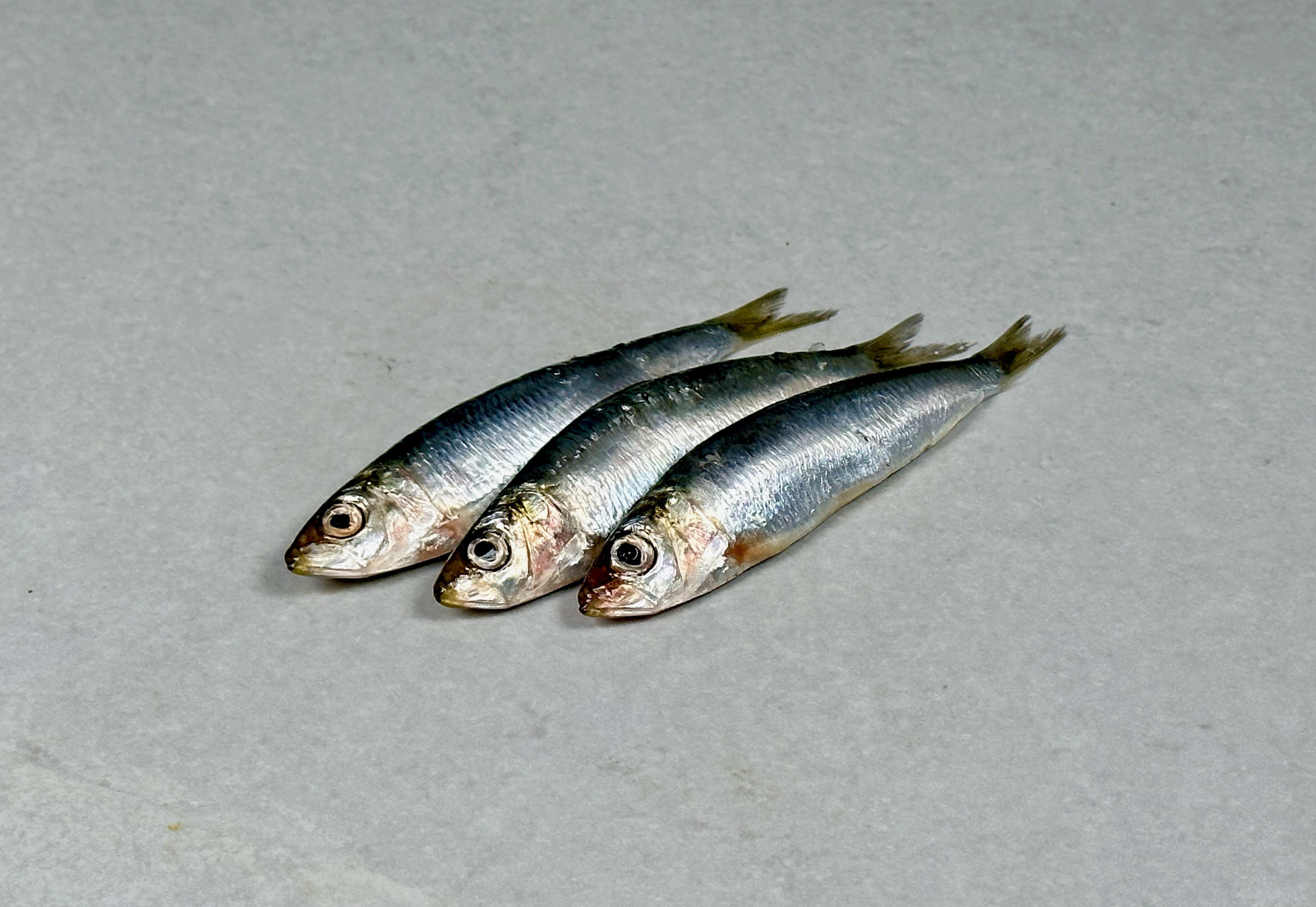 Ferske Sardiner