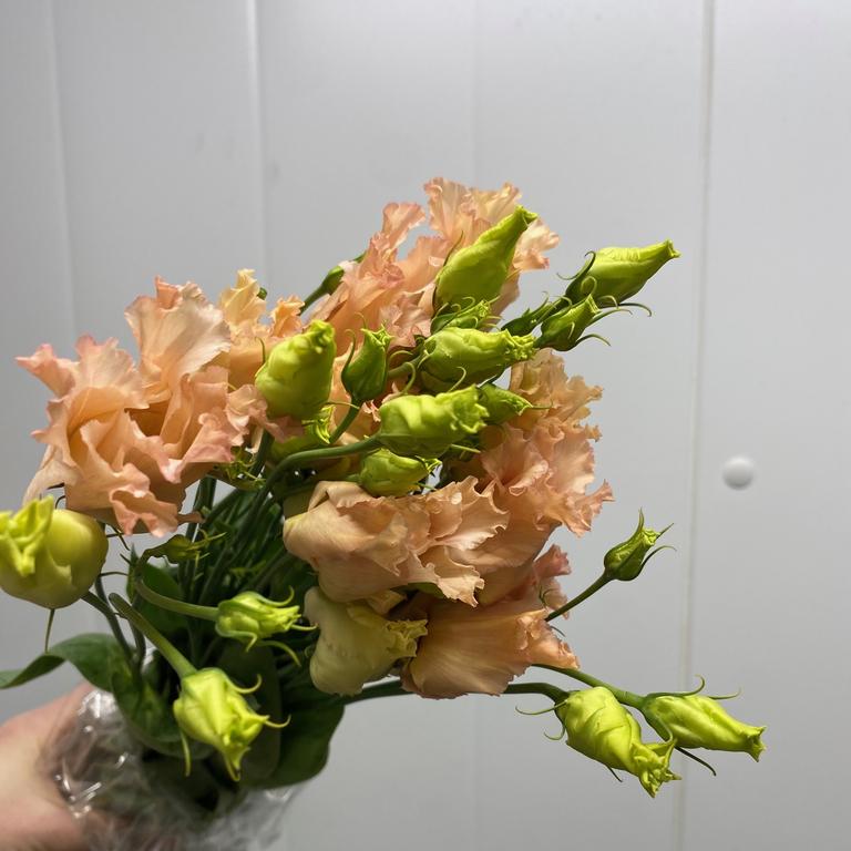 Lisianthus