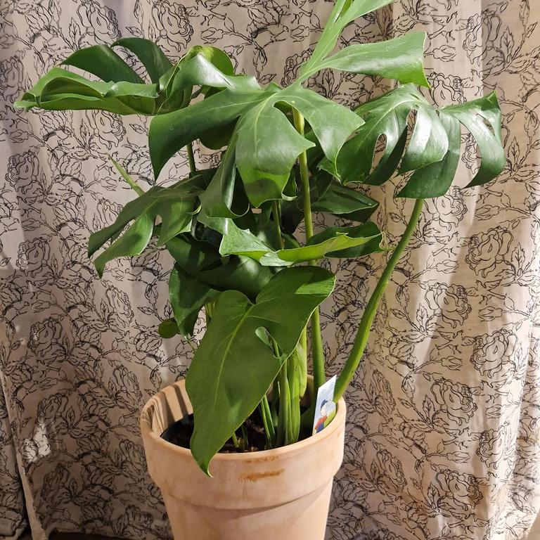 Monstera🌿