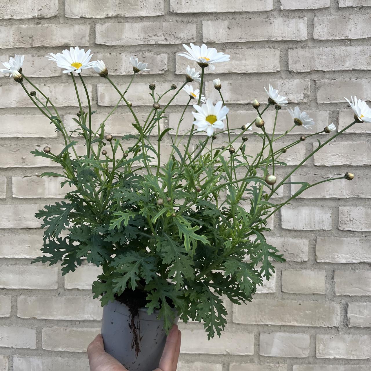 Margeritt