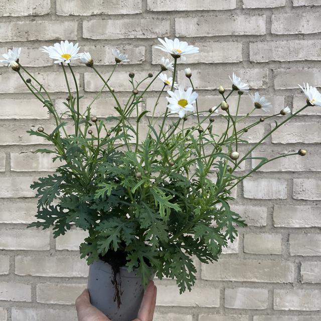 Margeritt