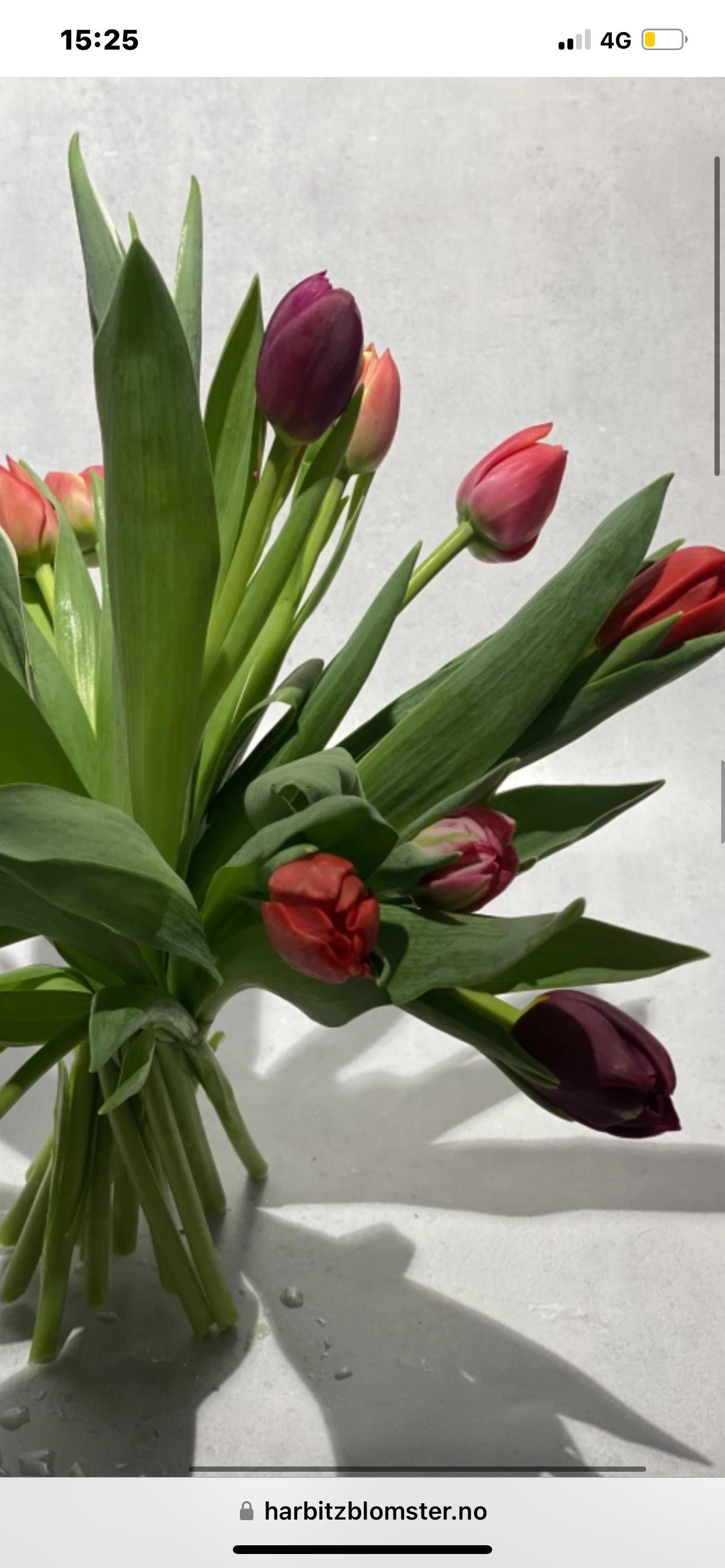 Tulipaner ✨