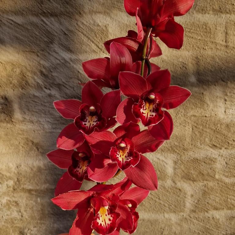 Cymbidium orkidé