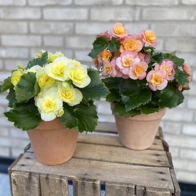 Begonia