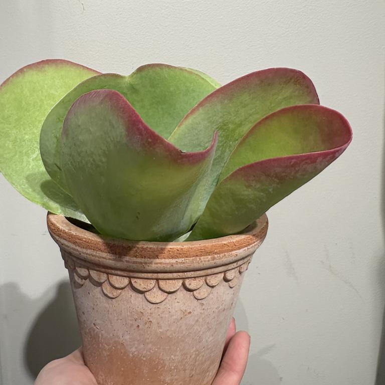 Kalanchoe - hot lips