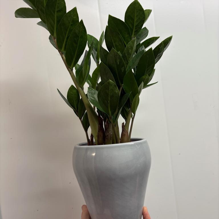 Plante og potte!