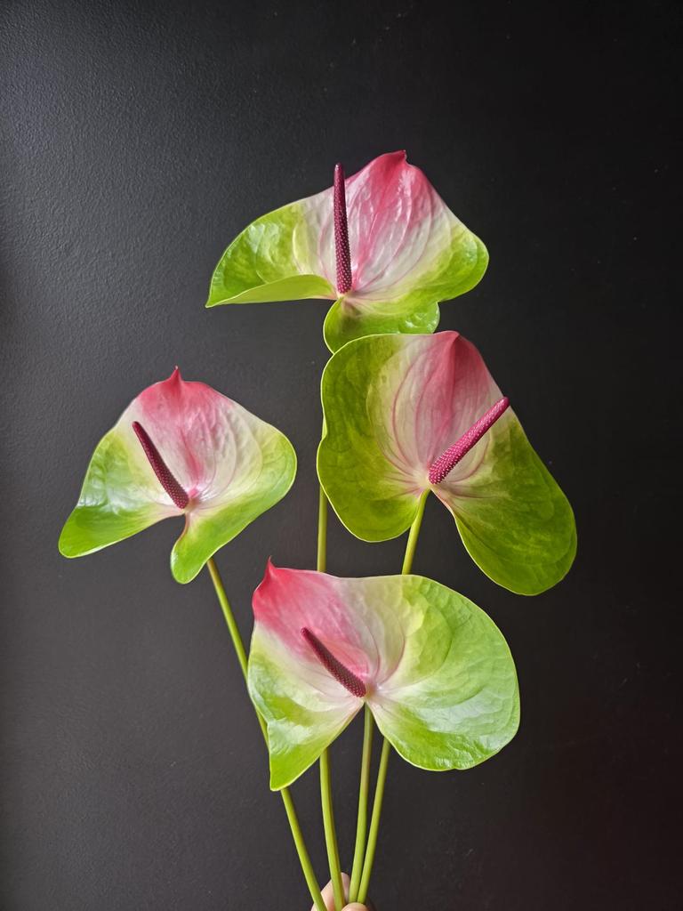 Anthurium Flamingoblomst🦩