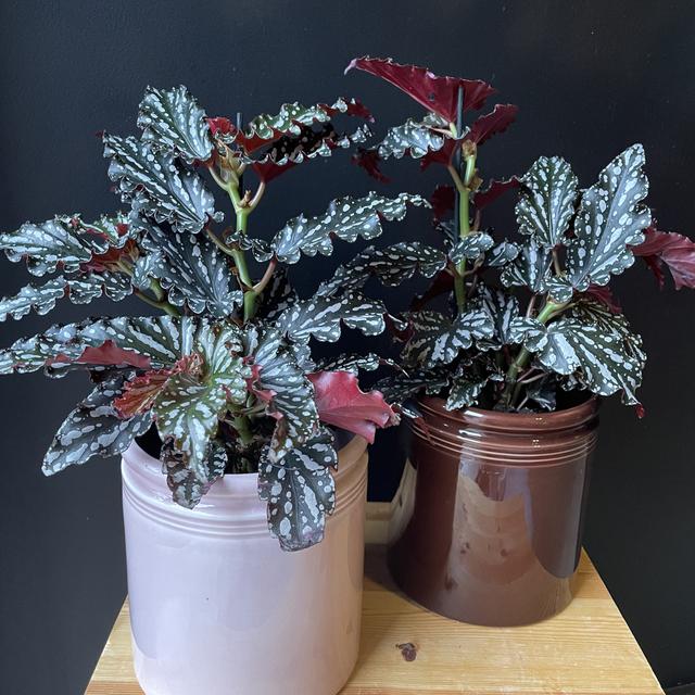 Prikkebegonia