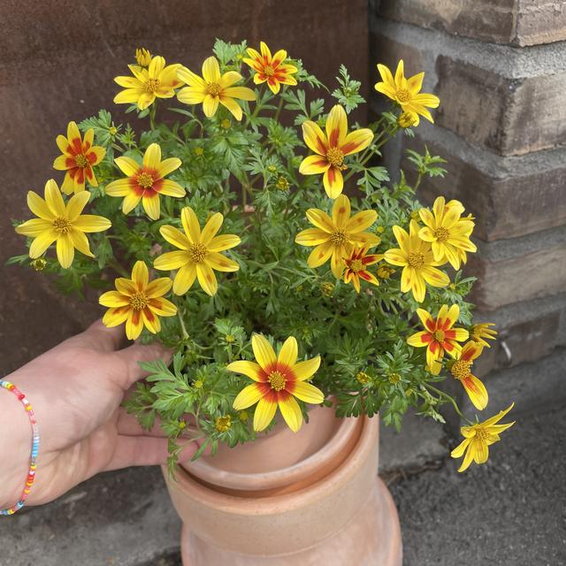 Bidens