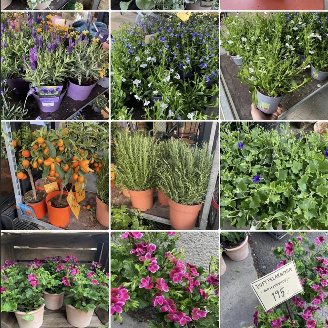 Blomster til balkong