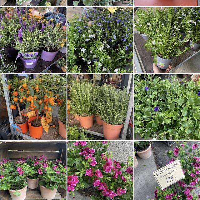 Blomster til balkong