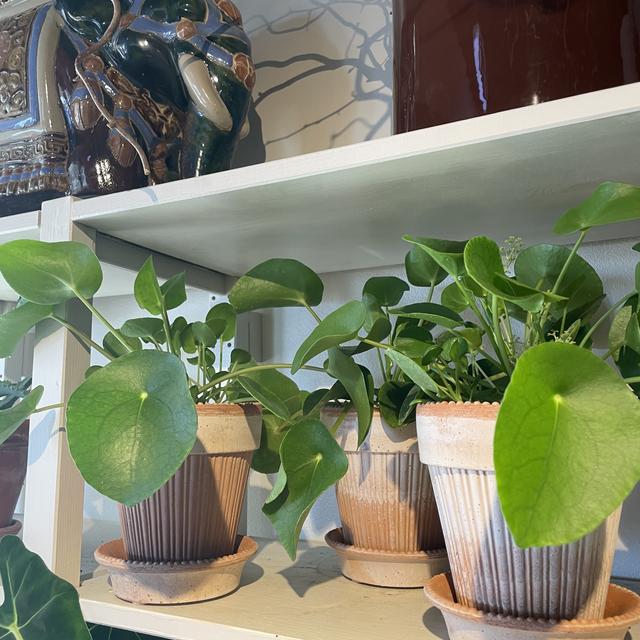 Pilea