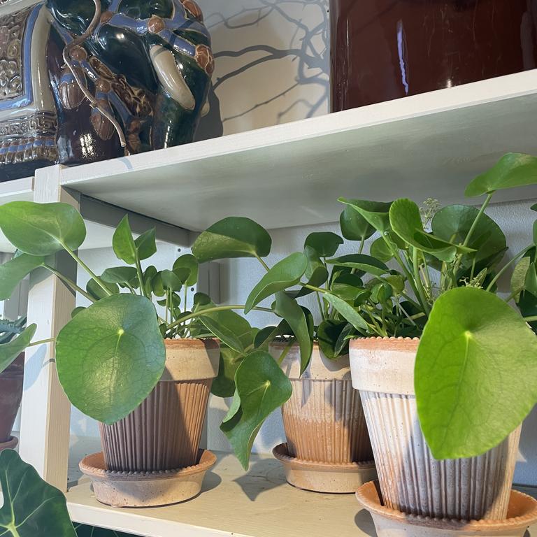 Pilea