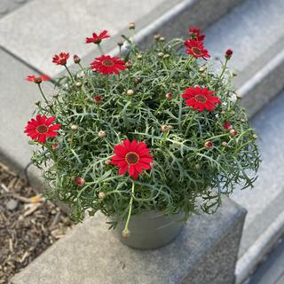 Rosa Margeritt