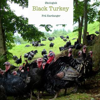 Black Turkey Kalkun fra Homlagarden