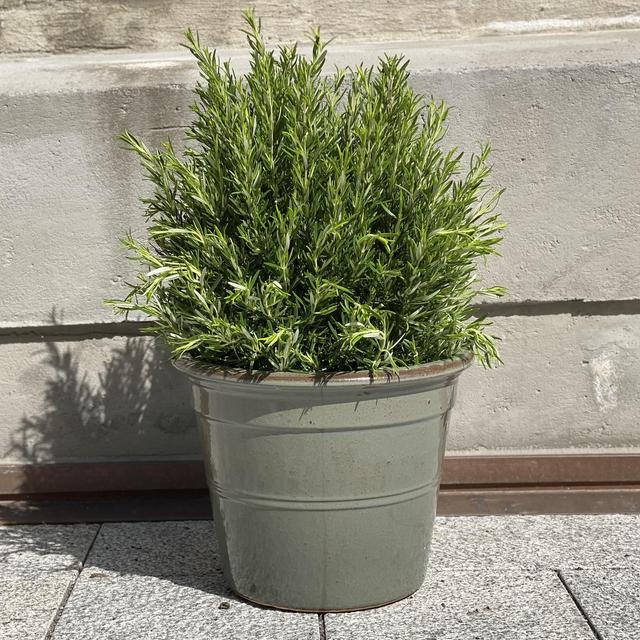Rosmarin - spiselig!🥬🌿