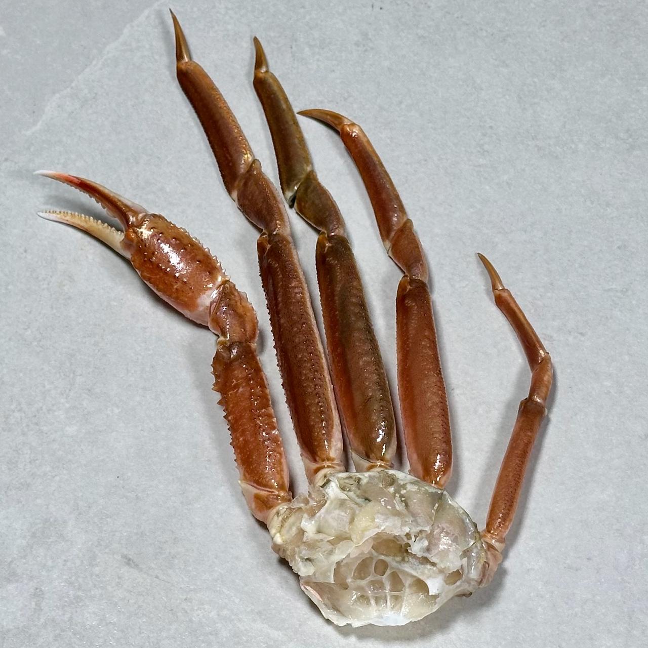 Snøkrabbe, rå / Snow Crab raw