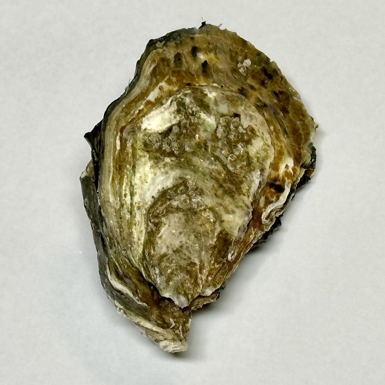 Østers, Gillardeau no 4