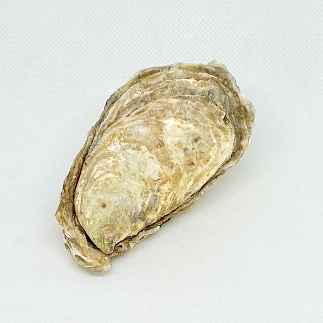 Østers, Speciale