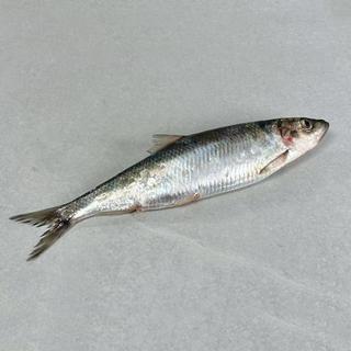Sild