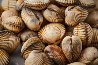 Vongole