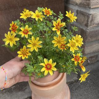 Bidens