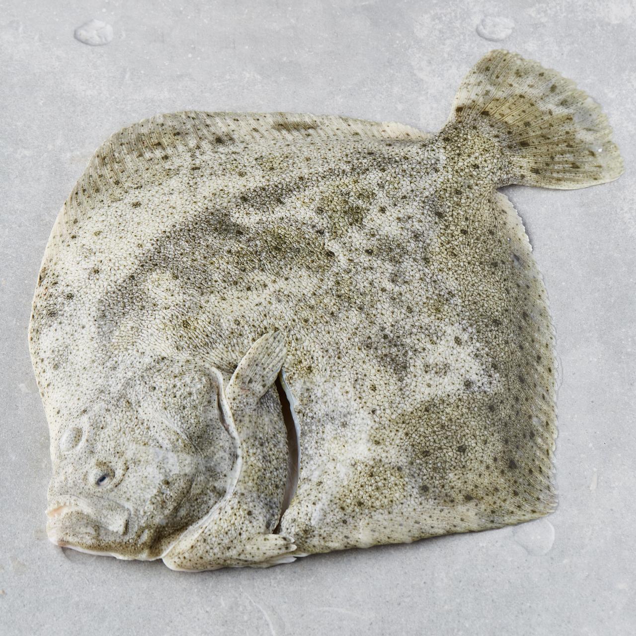Piggvar, hel