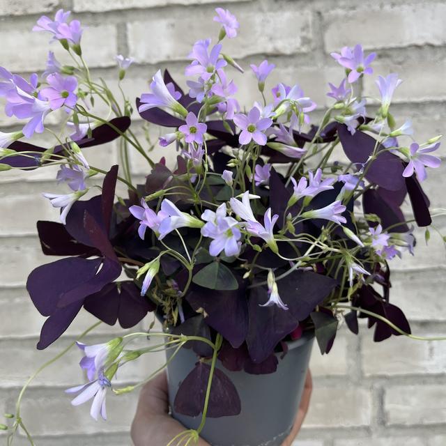 Oxalis "Lykkekløver"