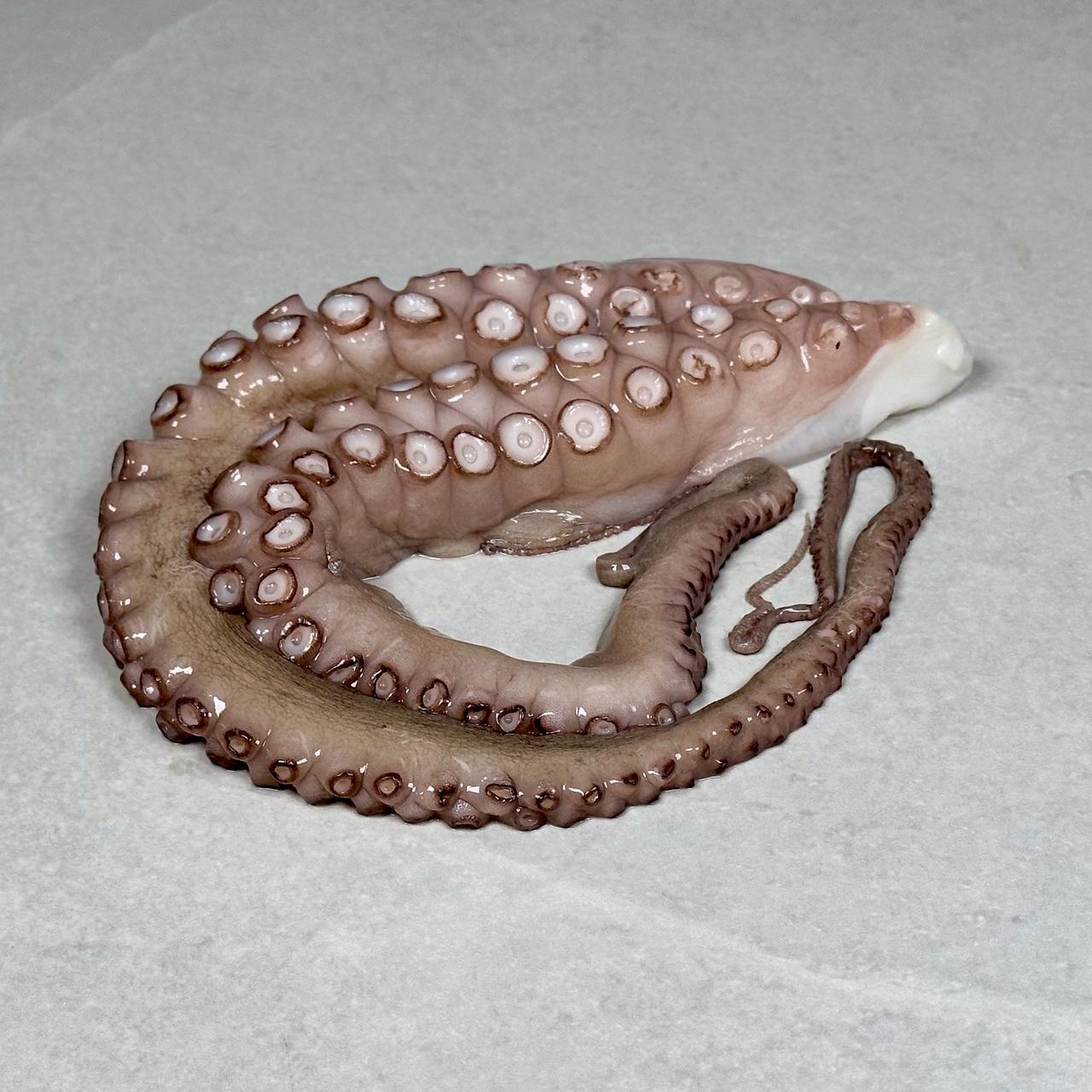 Blekksprut, rå (Octopus raw)