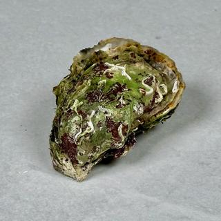 Østers, norske stillehavsøsters
